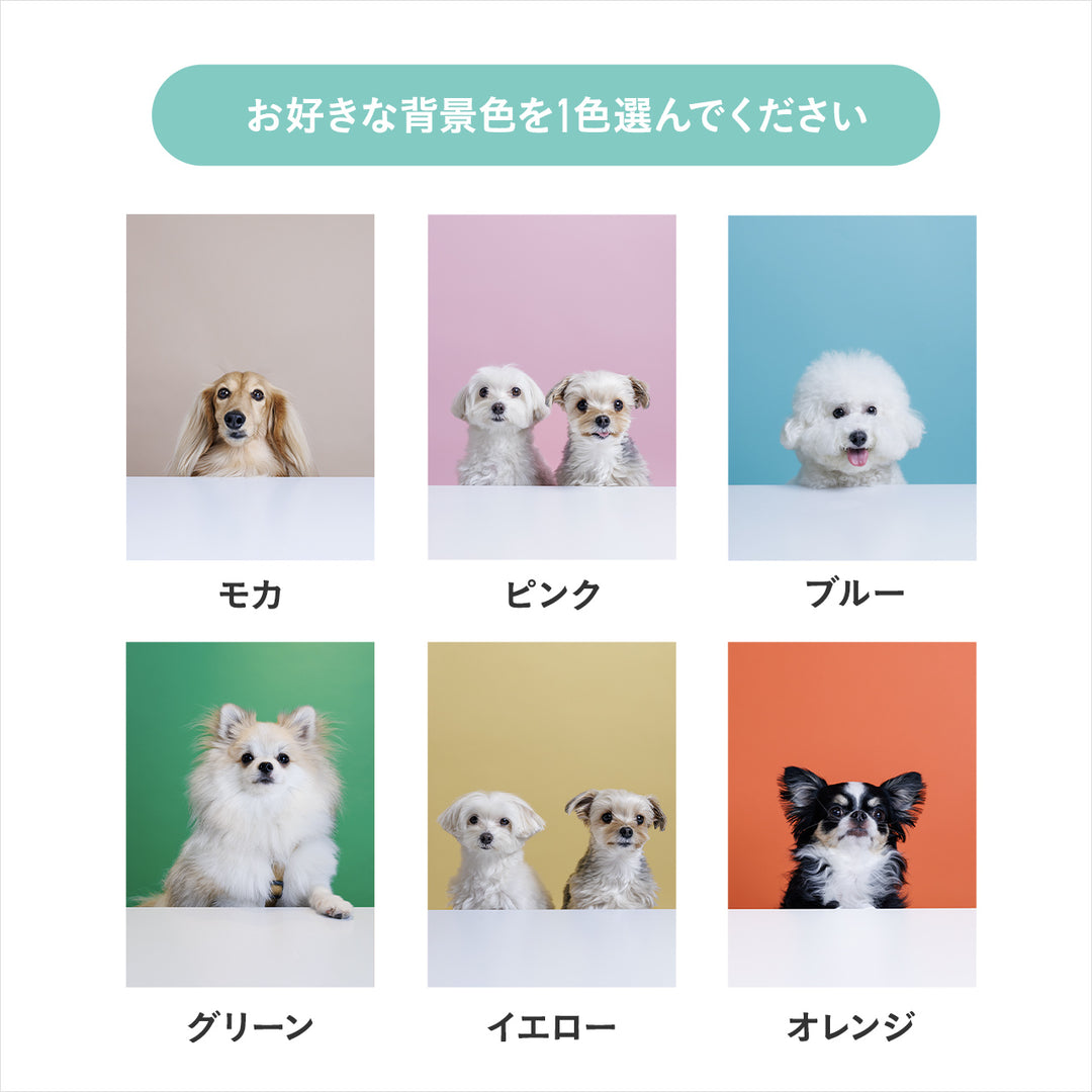 ぴょっこりワンコ撮影&受注会 チケット 11/30