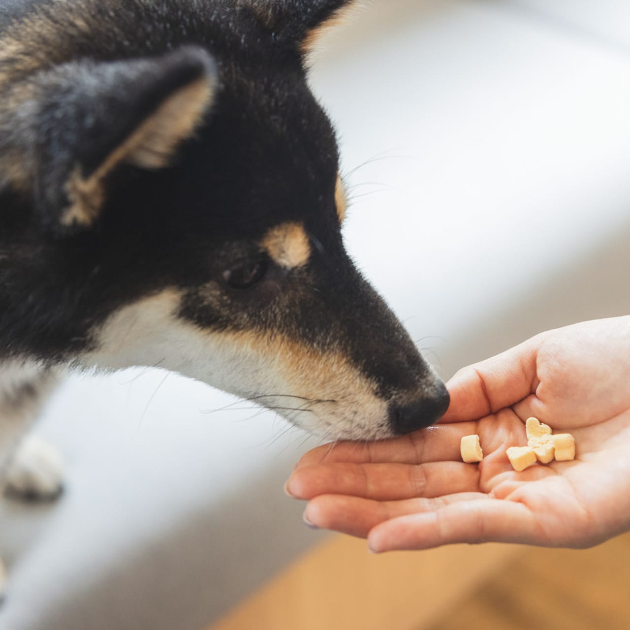 チワワcube（関節ケア ささみおやつ） – ワンコnowa THE STORE