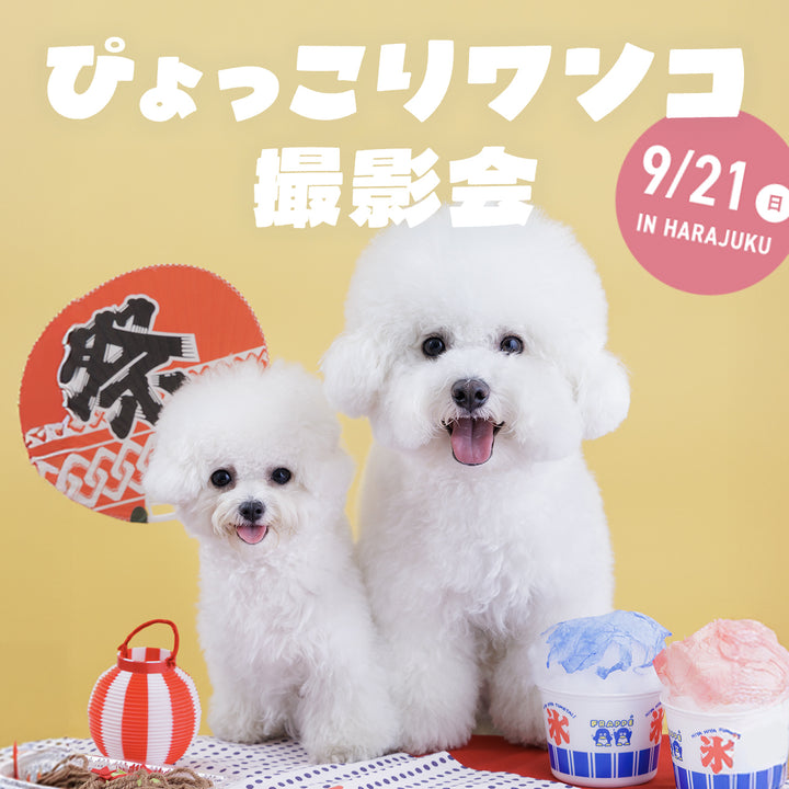 ぴょっこりワンコ撮影＆受注会 チケット 9/21