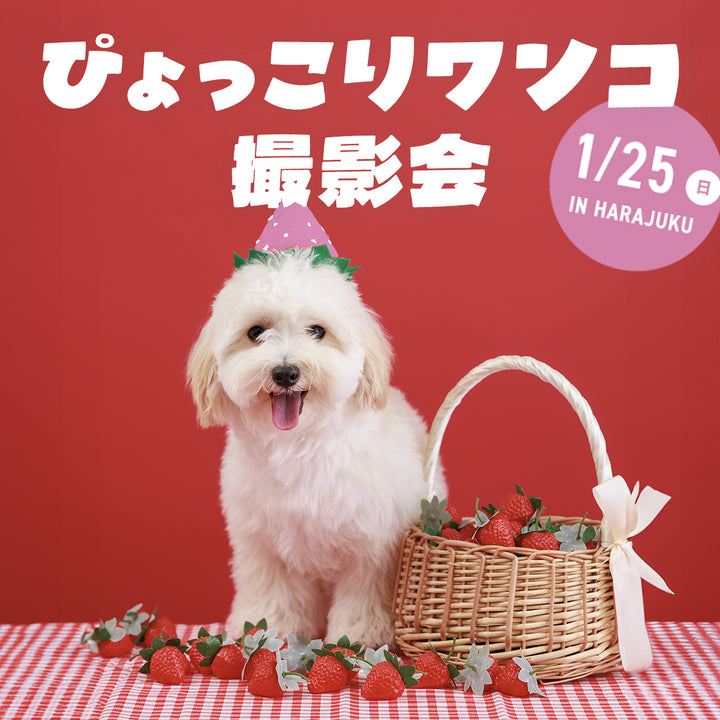 ぴょっこりワンコ撮影＆受注会 チケット【2026年1月25日】