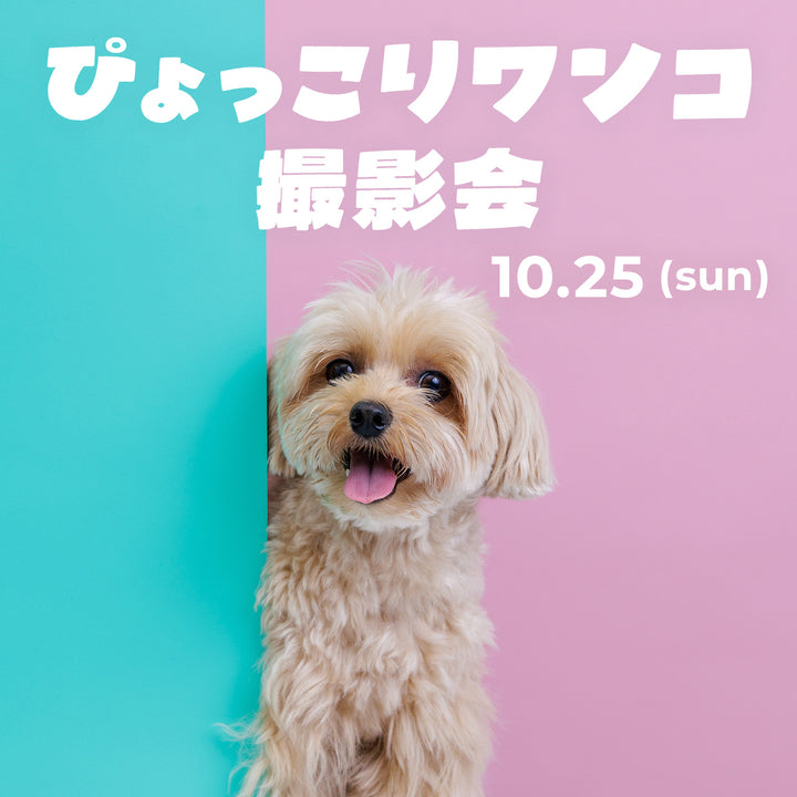 ぴょっこりワンコ撮影＆受注会 チケット【2026年10月25日】