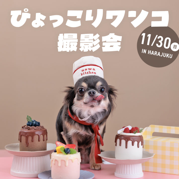 ぴょっこりワンコ撮影＆受注会 チケット 11/30