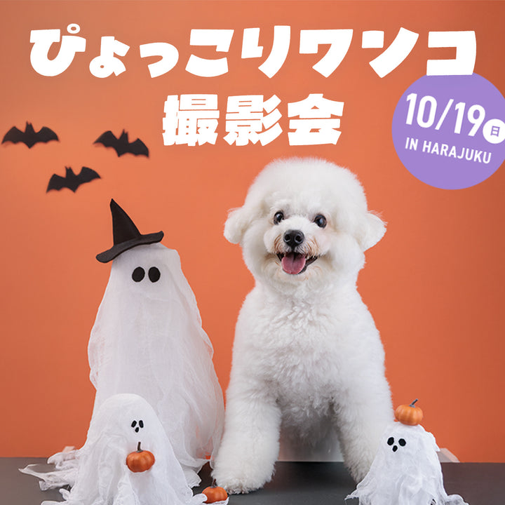 ぴょっこりワンコ撮影＆受注会 チケット 10/19
