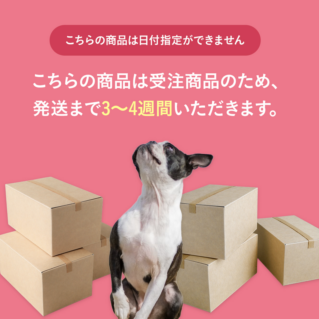 犬種Tシャツ（ボストンテリア）