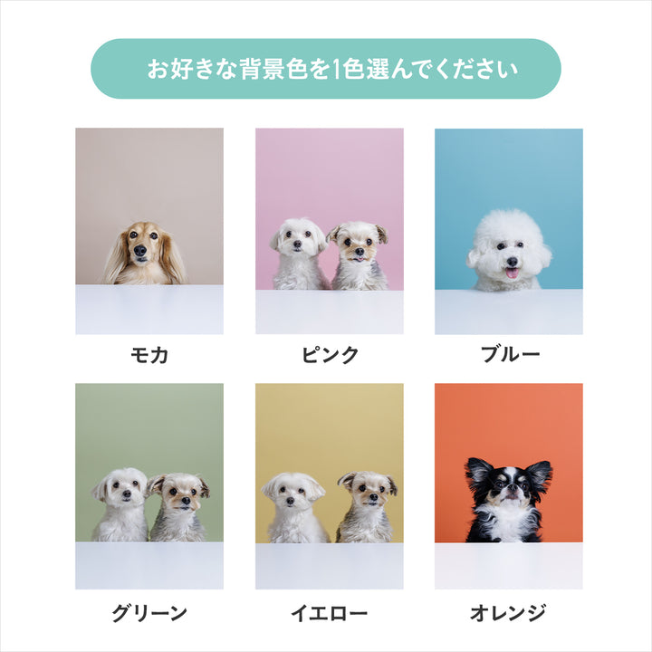 ぴょっこりワンコ撮影＆受注会 チケット 10/19