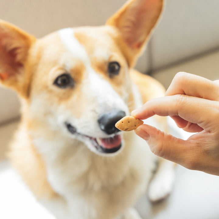 nowa cube 犬用サプリおやつ ５種セット【新パッケージ】