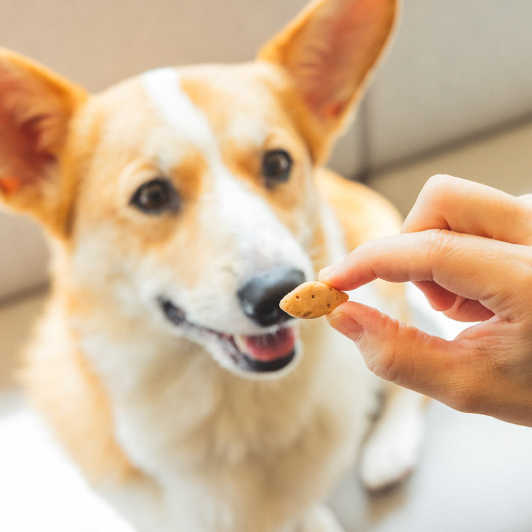 nowa cube 犬用サプリおやつ1種　おやつ缶セット