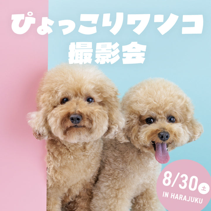ぴょっこりワンコ撮影＆受注会 チケット 8/30