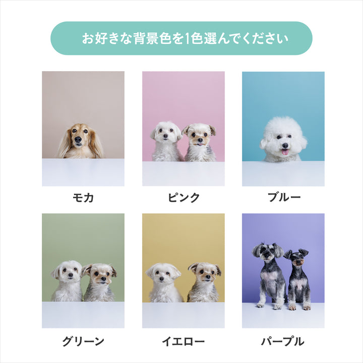 ぴょっこりワンコ撮影＆受注会 チケット 8/30